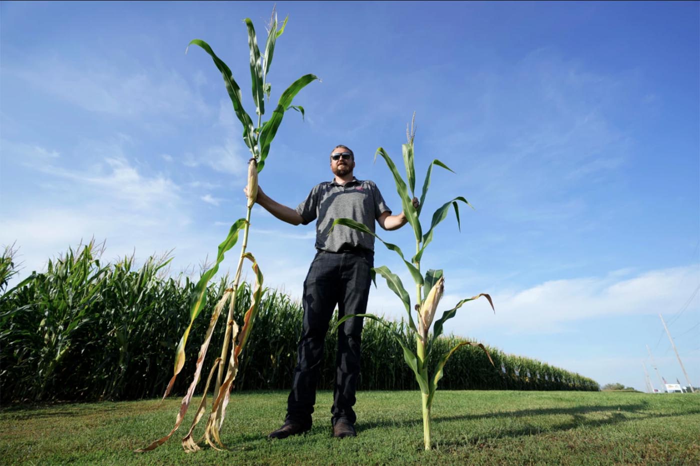 ‘Short corn’ could replace the towering cornfields steamrolled by a changing climate