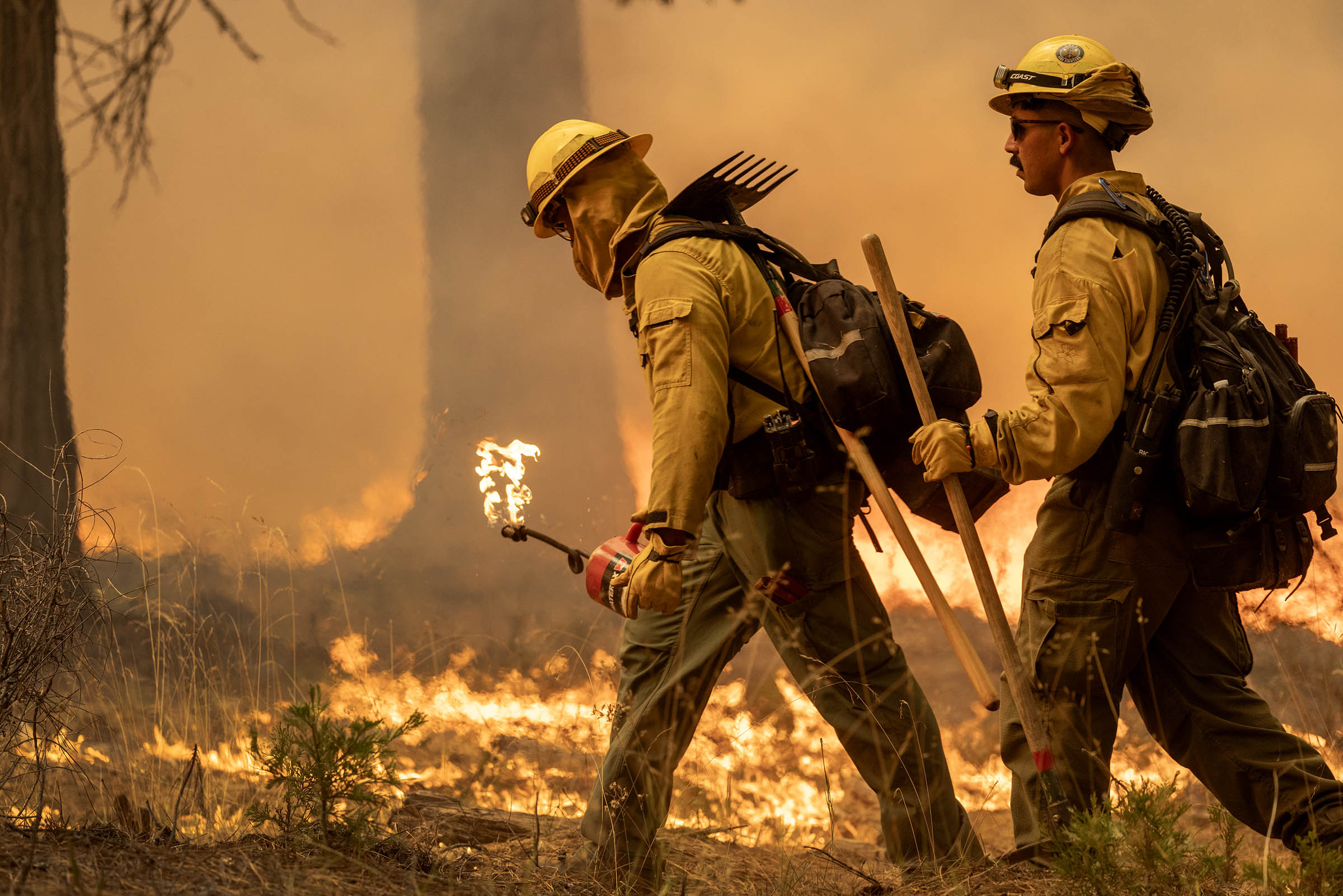 As many forests fail to recover from wildfires, replanting efforts face huge odds — and obstacles