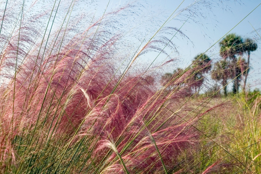 Weekend Gardener tips: The “mule” of ornamental grasses