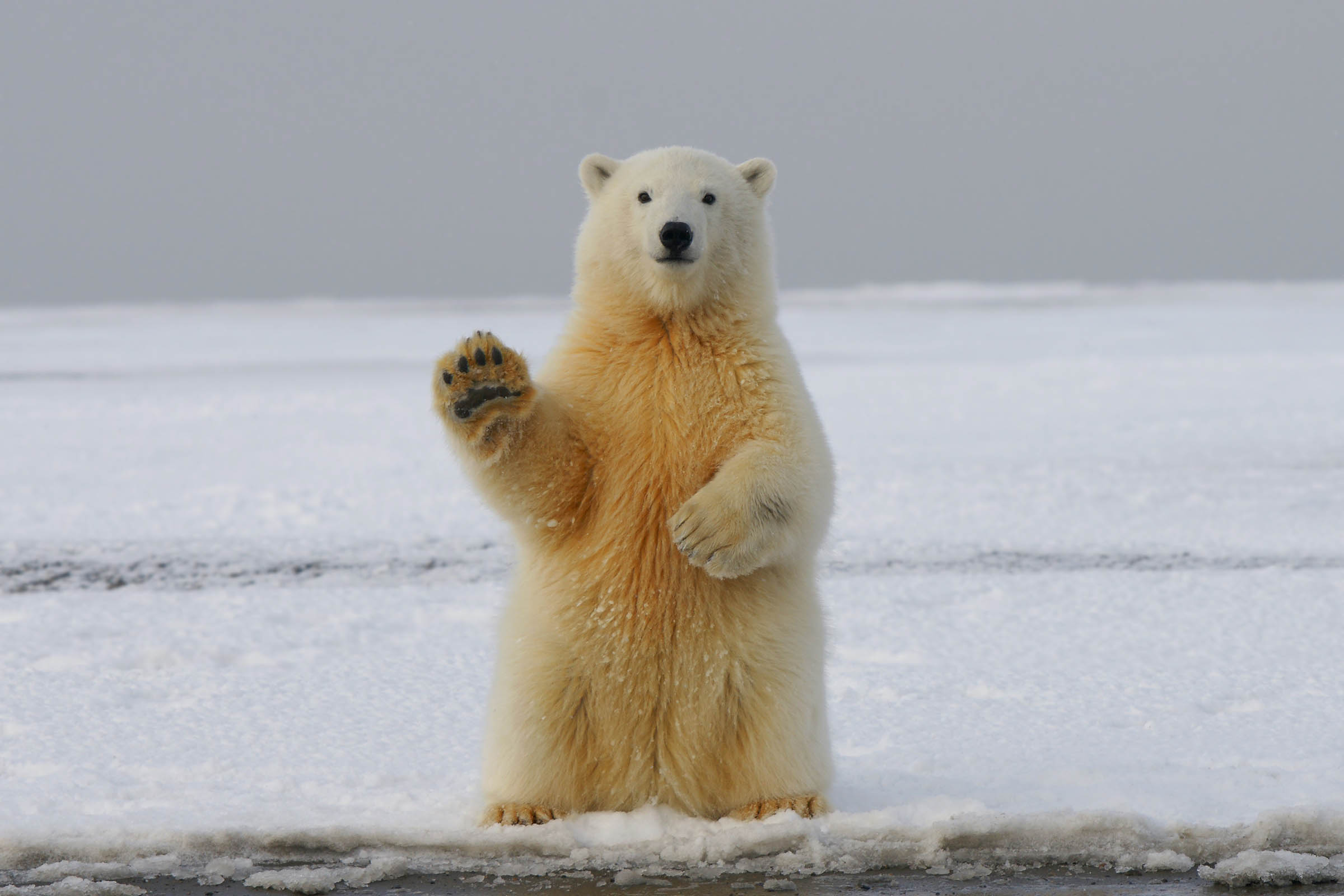 In the polar bear capital of the world, a community lives with the predator next door and loves it