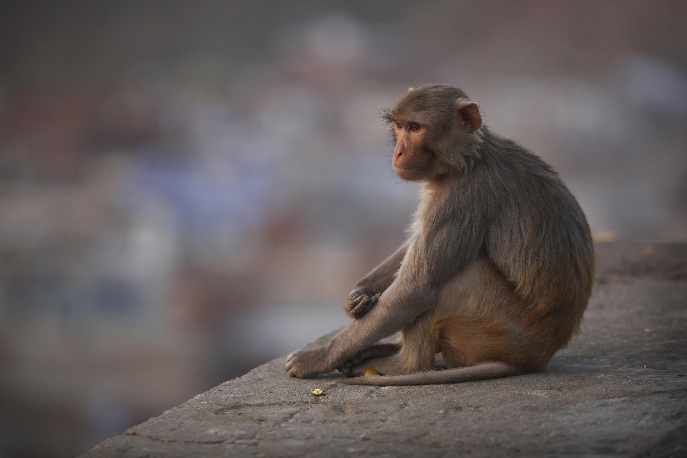 Only 8 monkeys remain free after more than a week outside a South Carolina compound