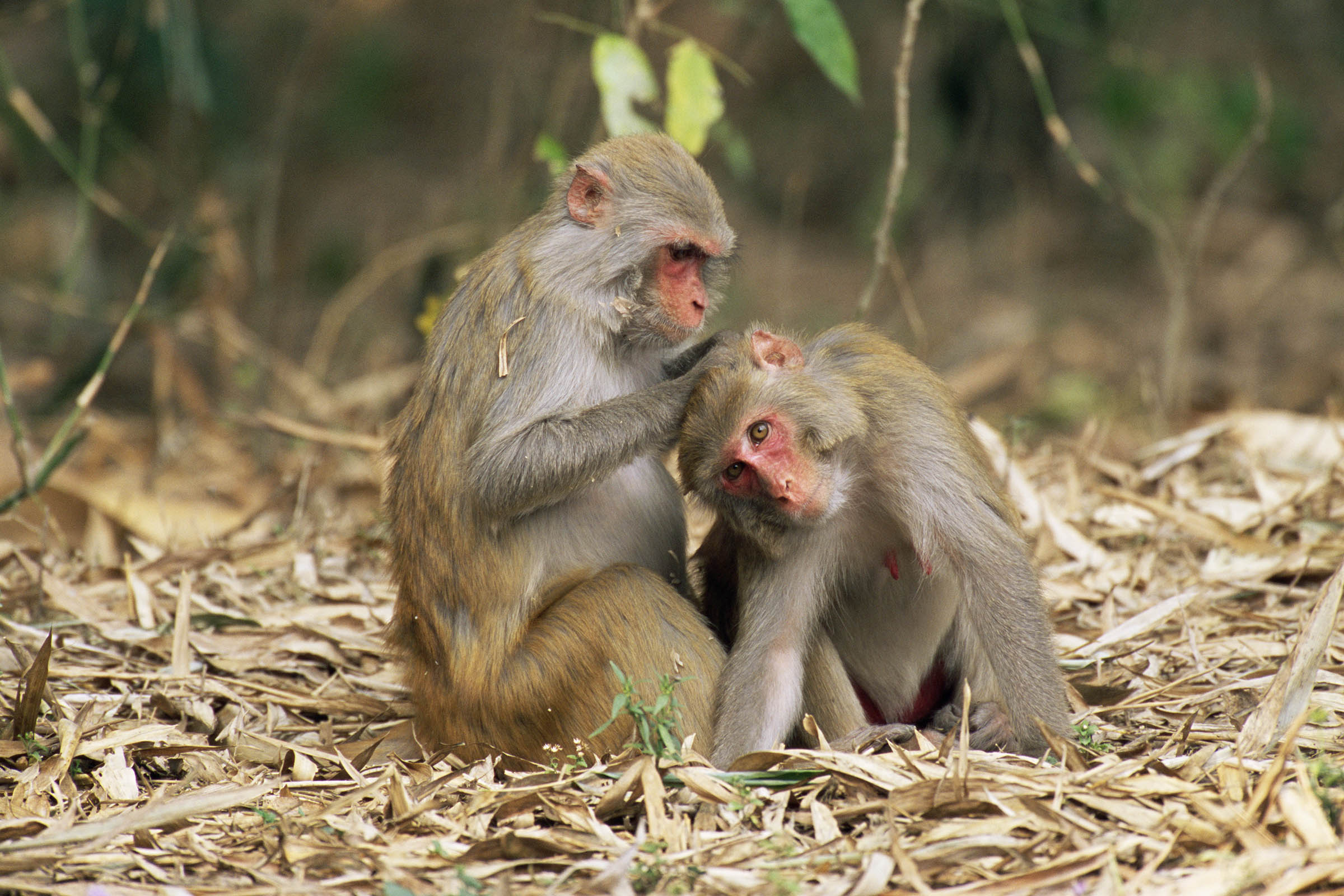 43 monkeys escape from a South Carolina medical lab. Police say there is no serious danger