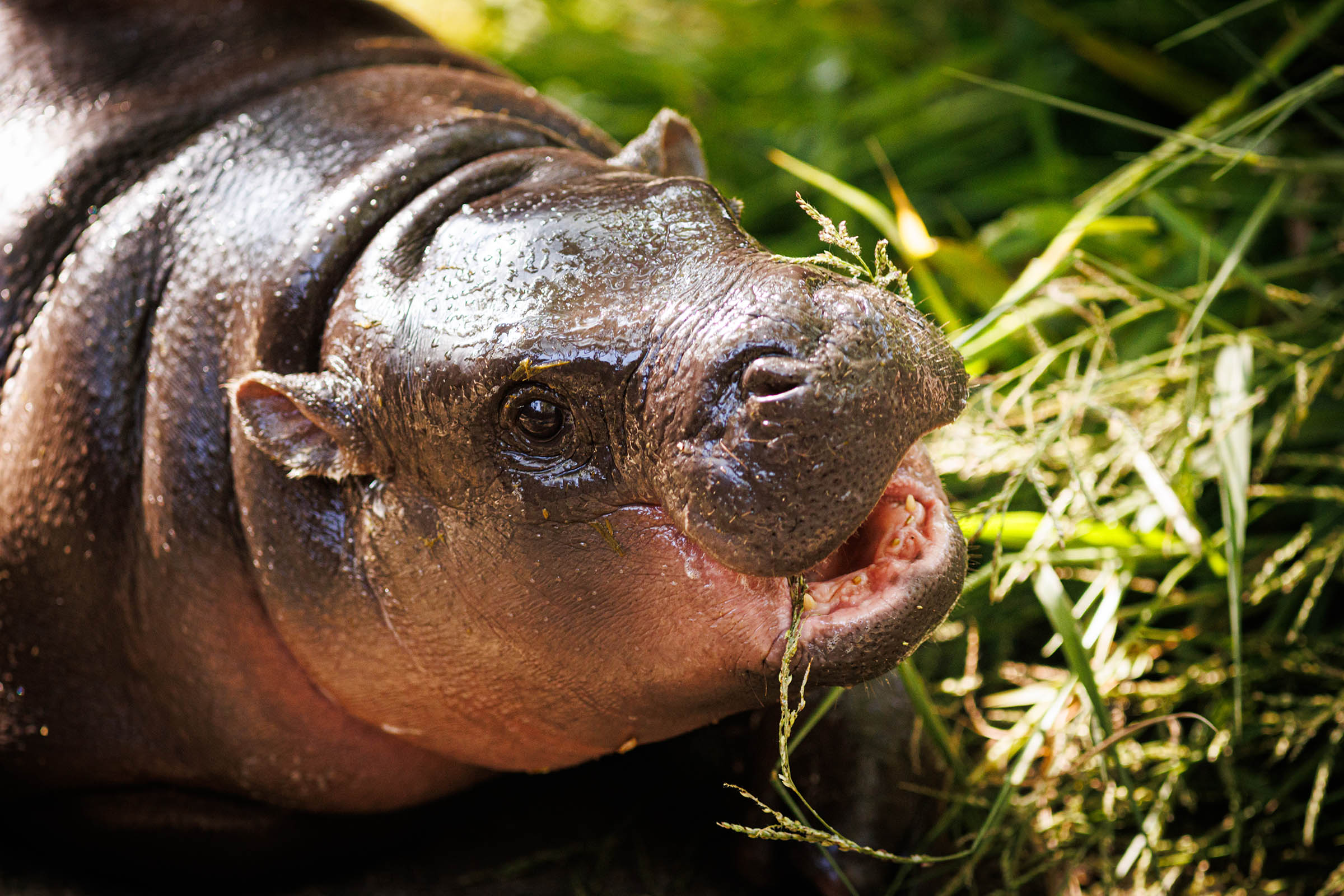 Thailand’s baby pygmy hippo Moo Deng now has an official song in 4 languages