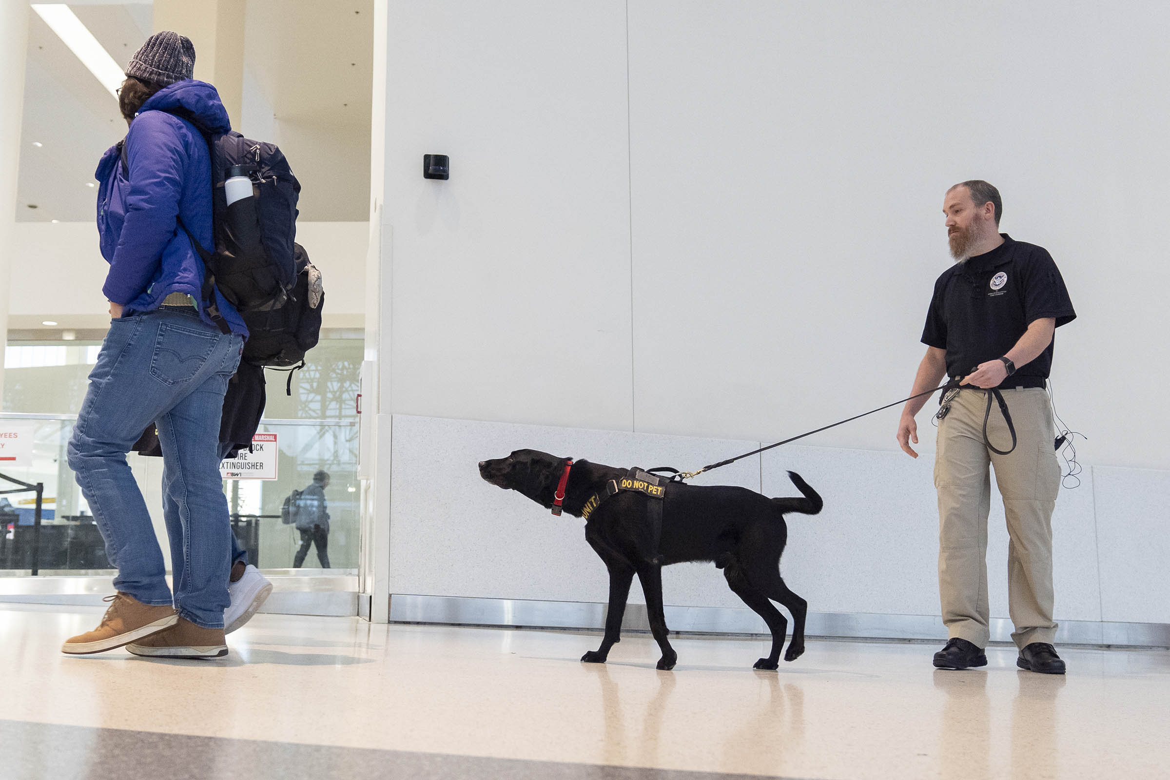 Argo the dog, a TSA calendar star, protects air travelers by sniffing out explosives