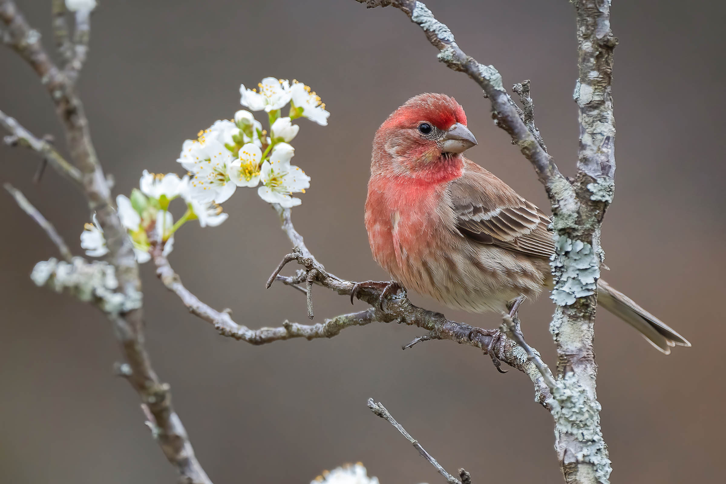 Smart bird feeders gain popularity and spark interest in bird-watching